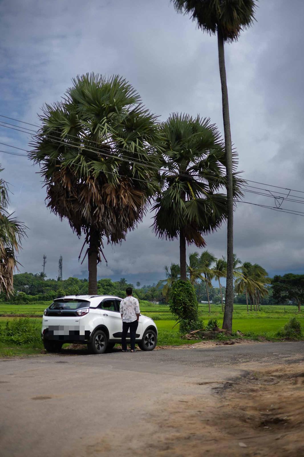 Palm trees over Palakkad's paddy country