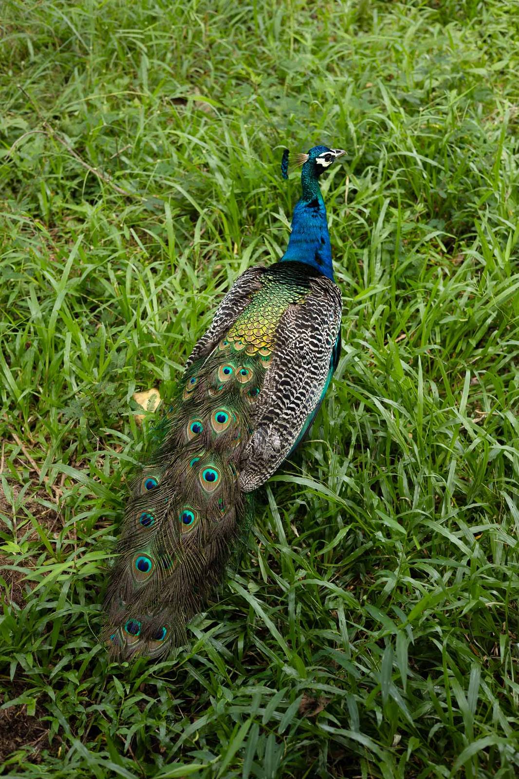 A peacock in the grass in Kerala's Western Ghats