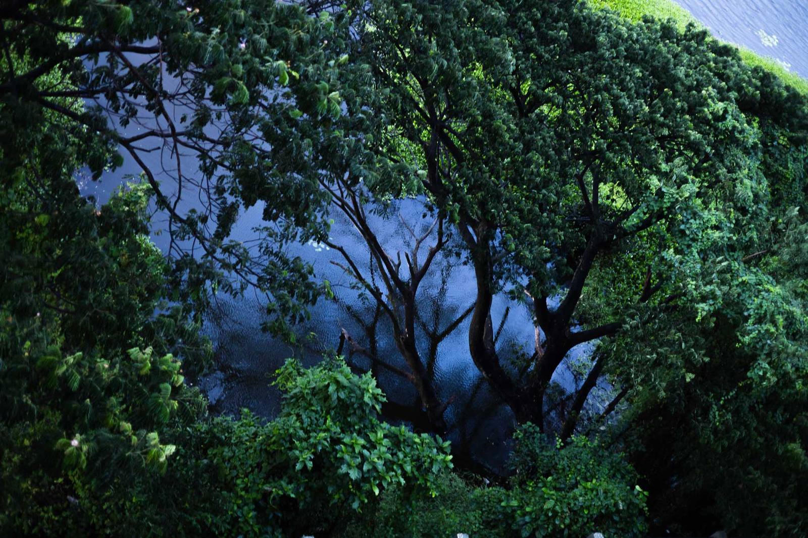 Tree canopy reflected in Kerala's backwaters