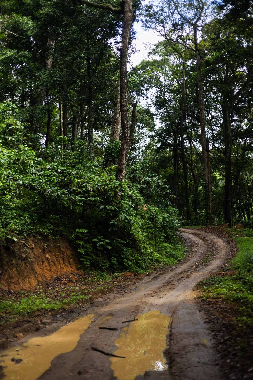 A winding dirt road through Kerala's highland forest